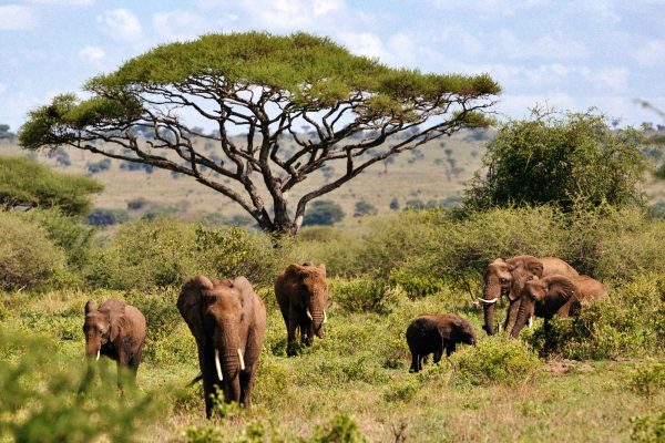 Acasia + Elephant-Simba