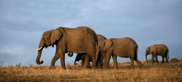 elephant-starpal