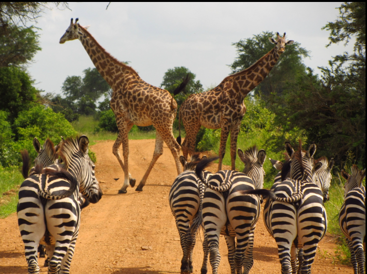 girrafe and zebra