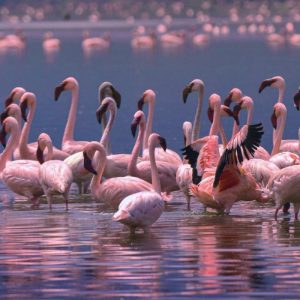 7-days-bid-watches-paradise-kenya-safari--300x300