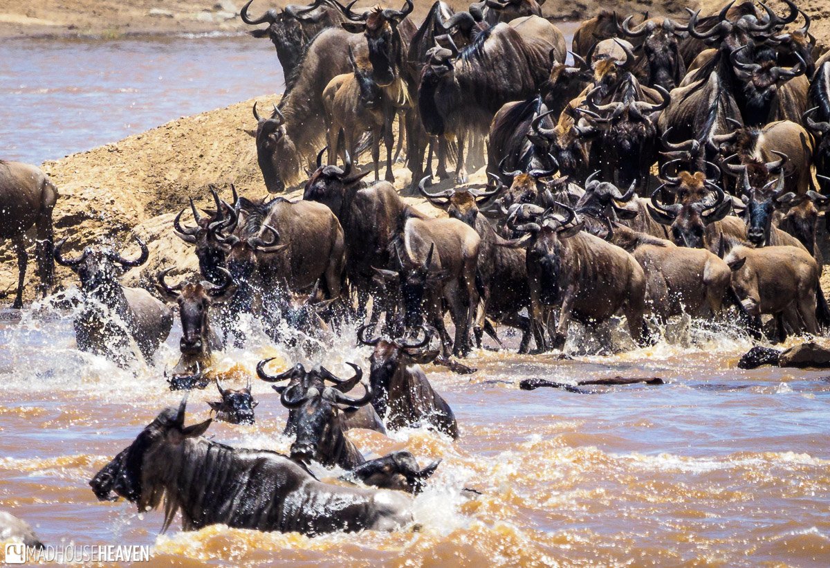 wildbeast migration