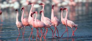 flamingo 2