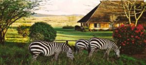 keekorok-lodge-zebra