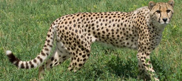 leopard