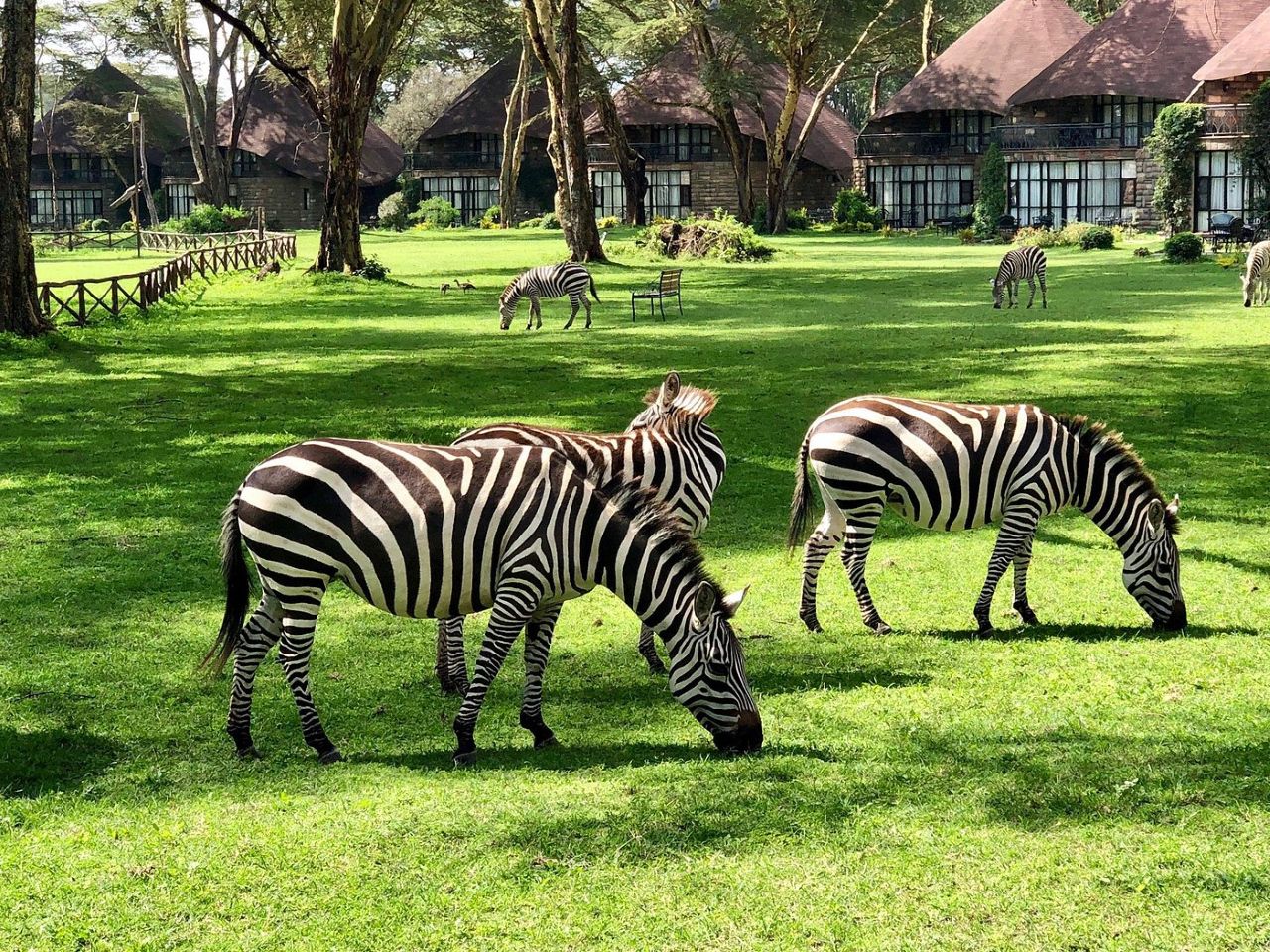 zebra.w